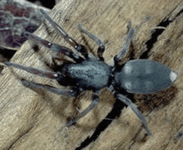 White Tailed Spider